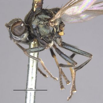 Media type: image;   Entomology 11165 Aspect: habitus lateral view